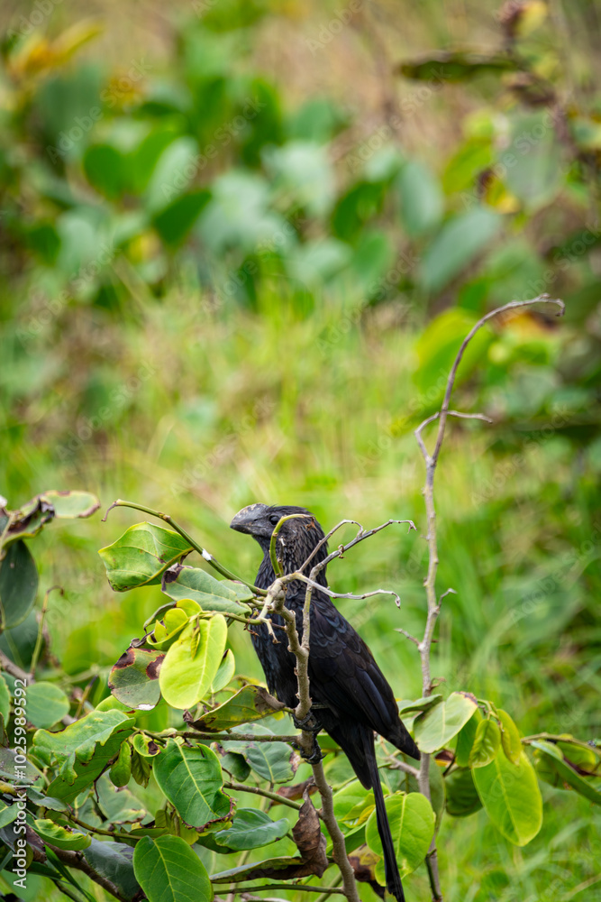 Anu-preto: Ave Brasileira em seu Ambiente Natural
Smooth-billed Ani: Brazilian Bird in its Natural Environment Anu-preto: Ave Brasileira em seu Ambiente Natural
Smooth-billed Ani: Brazilian Bird in its Natural Environment