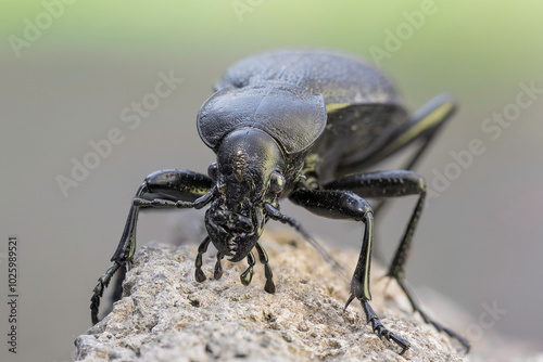 detail of Carabus coriaceus,macro shot