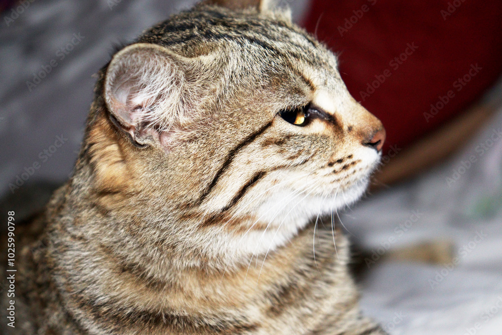 Adorable Cat Poses in the Comfort of Home Adorable Cat Poses in the Comfort of Home