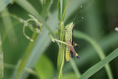 grasshopper on a leaf