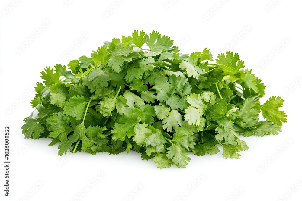 High definition of fresh green coriander leaf isolated on white background with clipping path, group of vegetable leaf, salad leaf High definition of fresh green coriander leaf isolated on white background with clipping path, group of vegetable leaf, salad leaf
