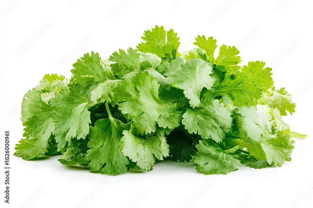 High definition of fresh green coriander leaf isolated on white background with clipping path, group of vegetable leaf, salad leaf High definition of fresh green coriander leaf isolated on white background with clipping path, group of vegetable leaf, salad leaf