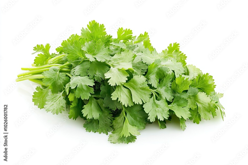 High definition of fresh green coriander leaf isolated on white background with clipping path, group of vegetable leaf, salad leaf High definition of fresh green coriander leaf isolated on white background with clipping path, group of vegetable leaf, salad leaf