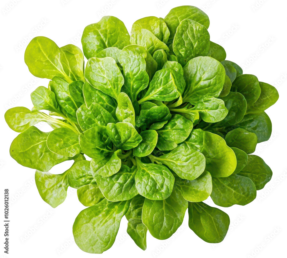 Round cluster of fresh purslane leaves isolated on transparent background, perfect for salads or food designs. Round cluster of fresh purslane leaves isolated on transparent background, perfect for salads or food designs.