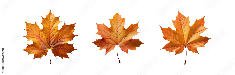 Three isolated orange maple leaves with visible veins on a white background. Three isolated orange maple leaves with visible veins on a white background.