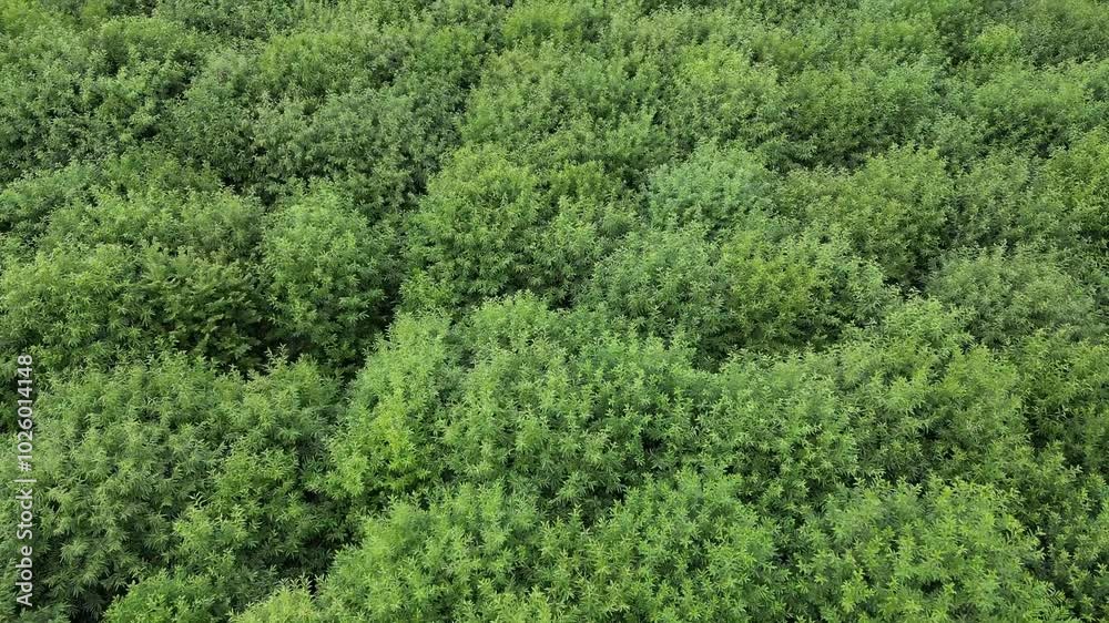 Aerial View of Vibrant Green Forest and Foliage Aerial View of Vibrant Green Forest and Foliage
