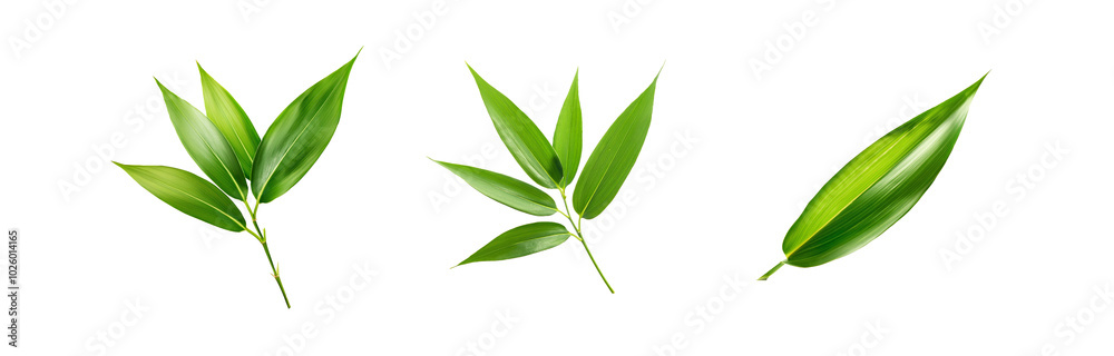 Fototapeta premium Three isolated green leaves on a white background.