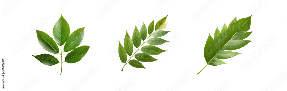 Fototapeta premium Three isolated green leaf sprigs with detailed veins, on a white background.
