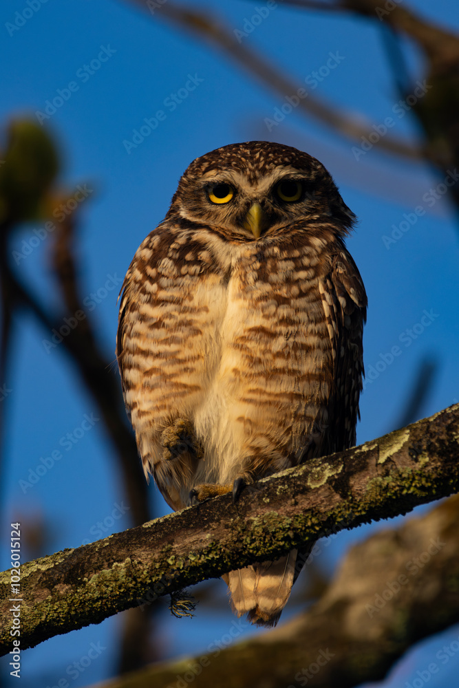 Obraz premium Coruja-buraqueira de Frente para o Mar em Peruíbe, São Paulo, Brasil