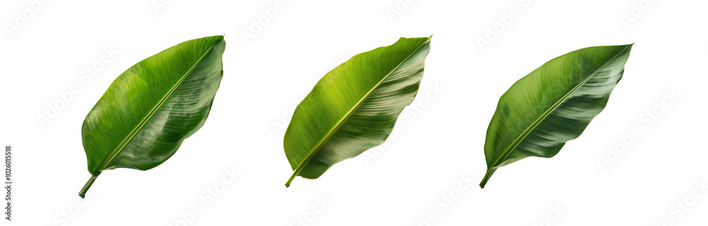 Fototapeta premium Three green leaves isolated on a white background.