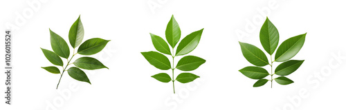 Three isolated sprigs of green leaves with visible veins on a white background.