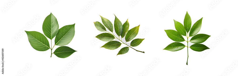 Three green leaves isolated on a white background.