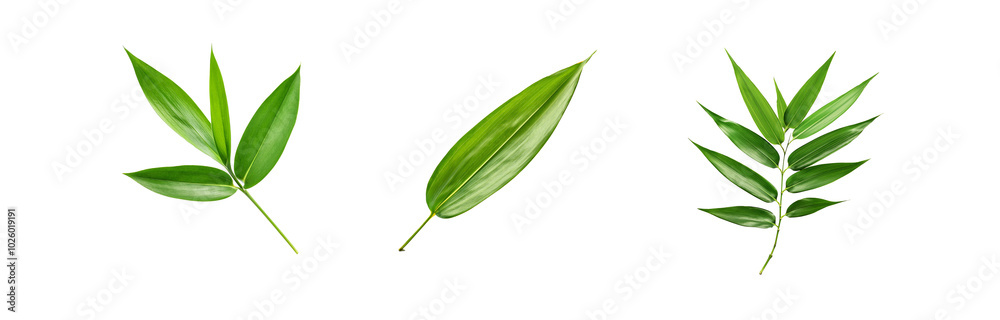 Fototapeta premium Three green leaves isolated on a white background.