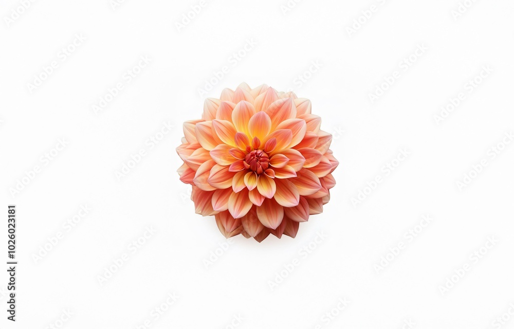 A single salmon-colored flower with multiple delicate petals in a white background.