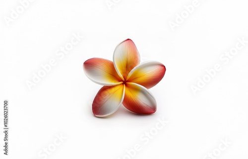 Single, red and yellow flower with white center on a white background.