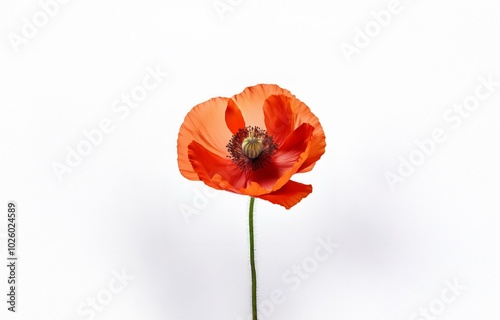 A single red poppy flower on a white background.