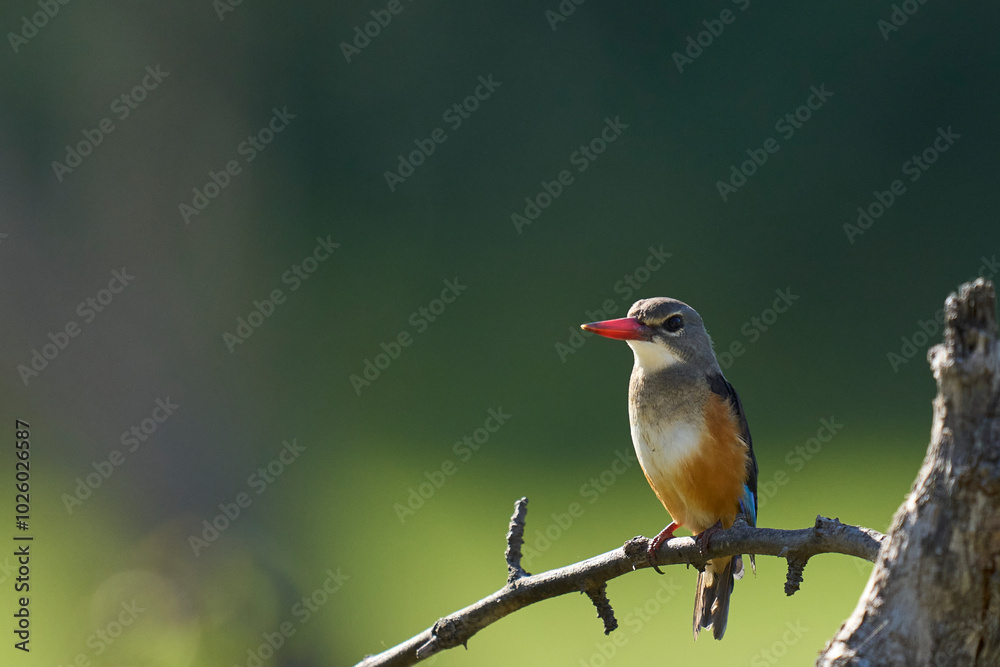 Fototapeta premium Grey-headed Kingfisher (Halcyon leucocephala) perched on a branch over a water filled lagoon in South Luangwa National Park, Zambia 