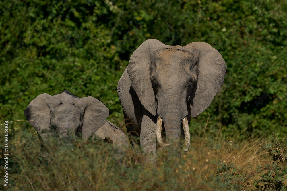 Obraz premium Group of African Elephant (Loxodonta africana) drinking at a lagoon in South Luangwa National Park, Zambia 