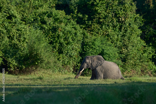 Group of African Elephant (Loxodonta africana) cross a water filled gulley in South Luangwa National Park, Zambia     photo