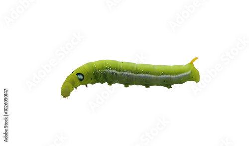 Green caterpilla isolated on transparent background