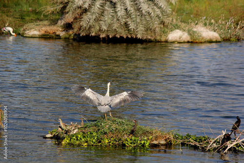 Grey heron flying over the water near reeds photo