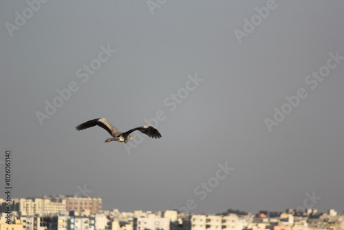 grey heron flying in city photo