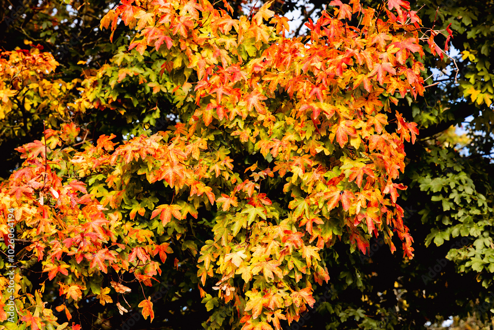 Beautiful autumn landscape with yellow leaves of trees and blue sky on a sunny day Beautiful autumn landscape with yellow leaves of trees and blue sky on a sunny day