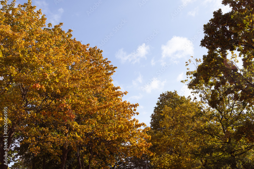 Beautiful autumn landscape with yellow leaves of trees and blue sky on a sunny day Beautiful autumn landscape with yellow leaves of trees and blue sky on a sunny day