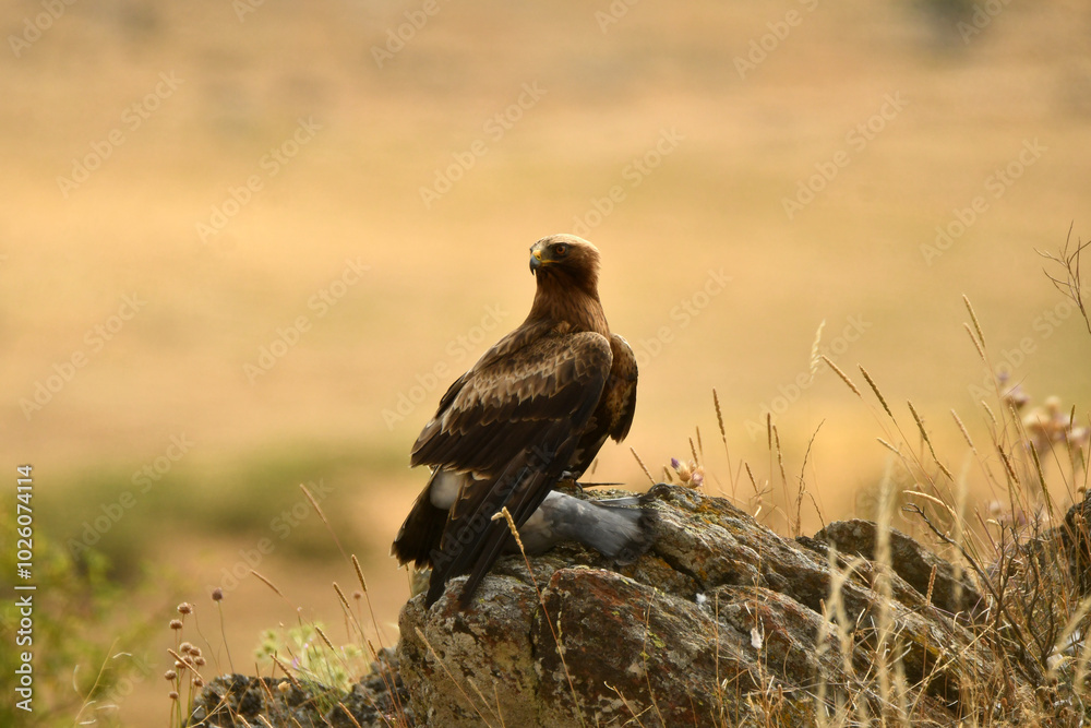aguila calzada con presa en el campo aguila calzada con presa en el campo