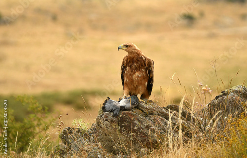 aguila imperial se alimenta en la sierra abulense