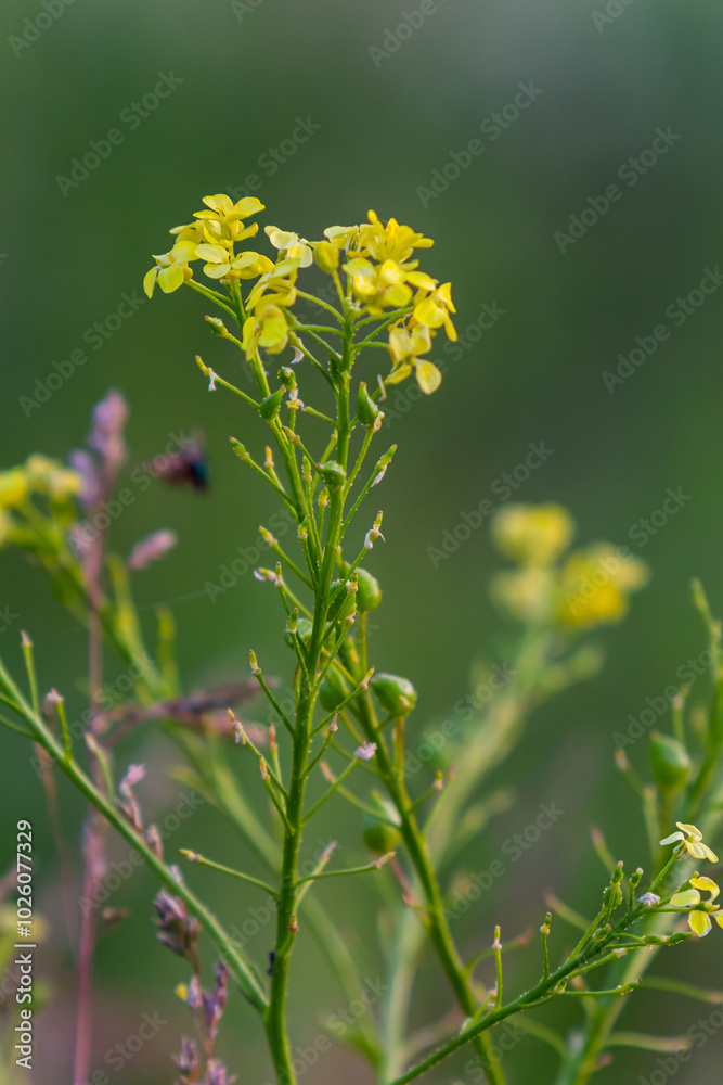 Turkish rocket flowers - Latin name - Bunias orientalis
