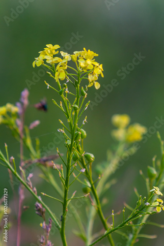 Turkish rocket flowers - Latin name - Bunias orientalis photo