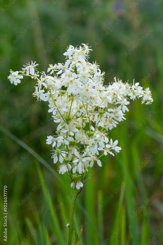 Filipendula vulgaris blooming in early summer in a pasture. Commonly known as dropwort or fern-leaf dropwort, is a perennial herbaceous plant in the family Rosaceae Filipendula vulgaris blooming in early summer in a pasture. Commonly known as dropwort or fern-leaf dropwort, is a perennial herbaceous plant in the family Rosaceae