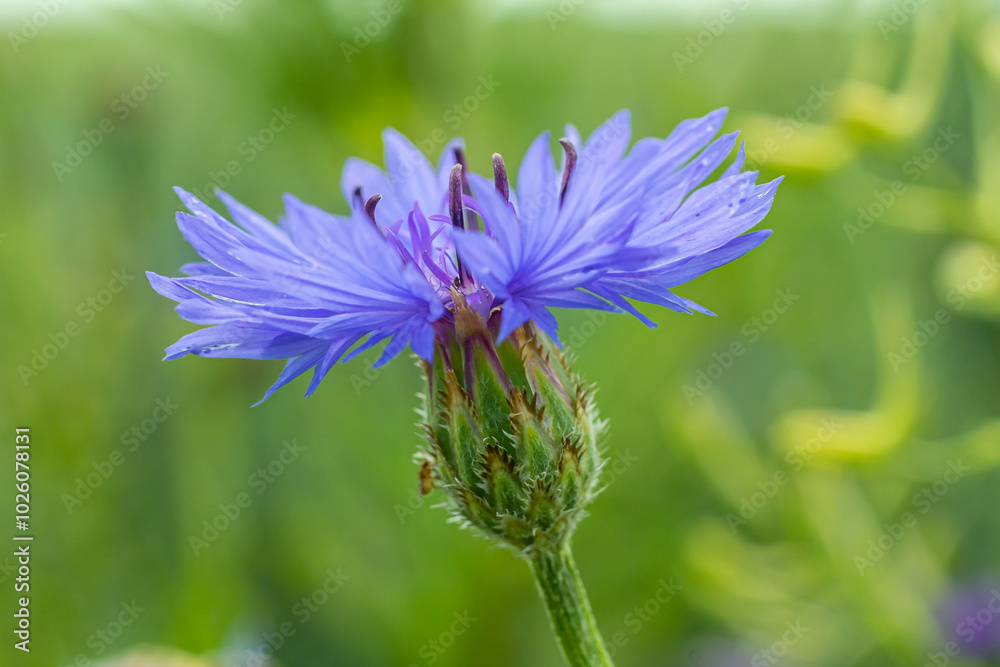 Centaurea cyanus is the common cornflower in our fields Centaurea cyanus is the common cornflower in our fields