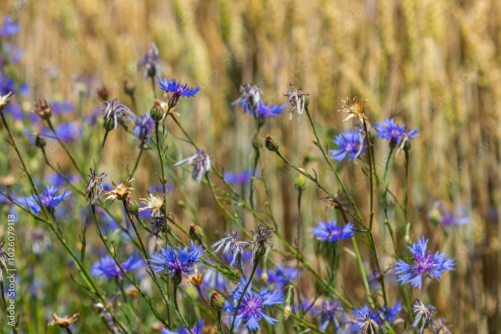Centaurea cyanus is the common cornflower in our fields Centaurea cyanus is the common cornflower in our fields