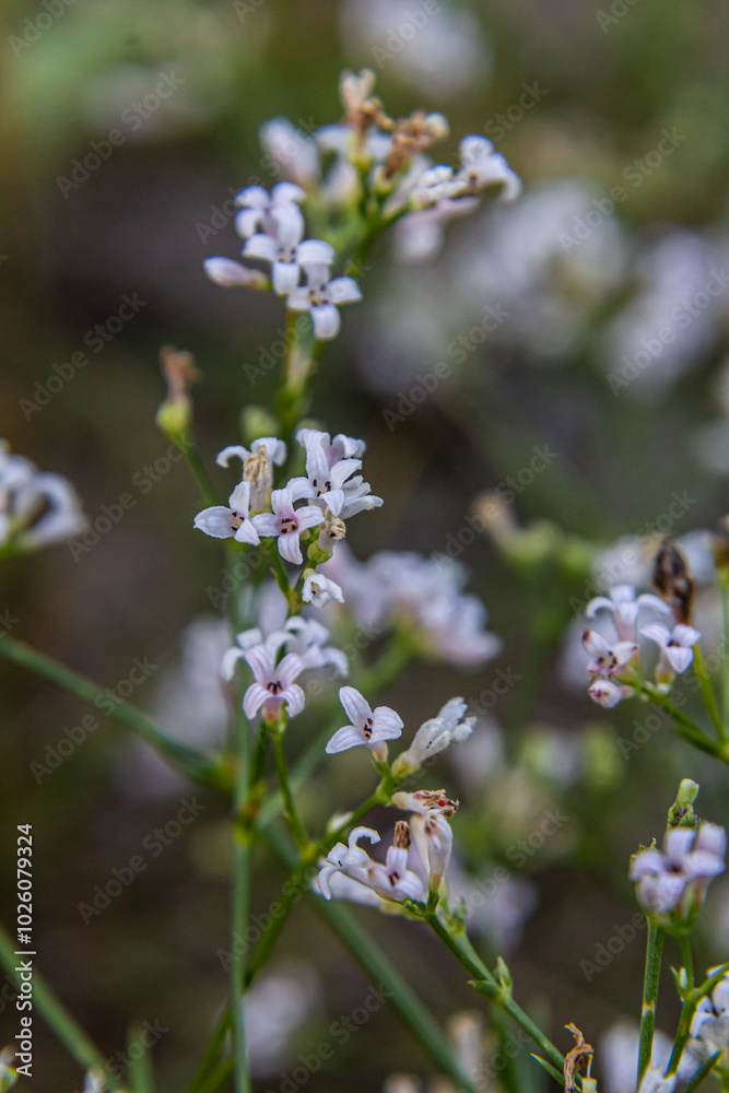 Macro photo of a dyer woodruff flower, Asperula tinctoria Macro photo of a dyer woodruff flower, Asperula tinctoria