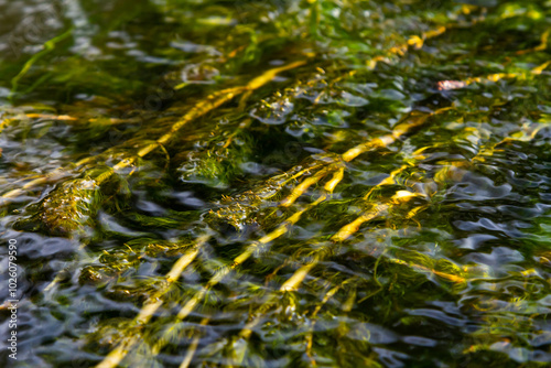 Ceratophyllum demersum aquatic plant in a stream photo