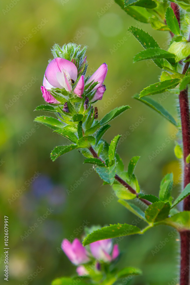 In the wild, Ononis arvensis blooms in the meadow
