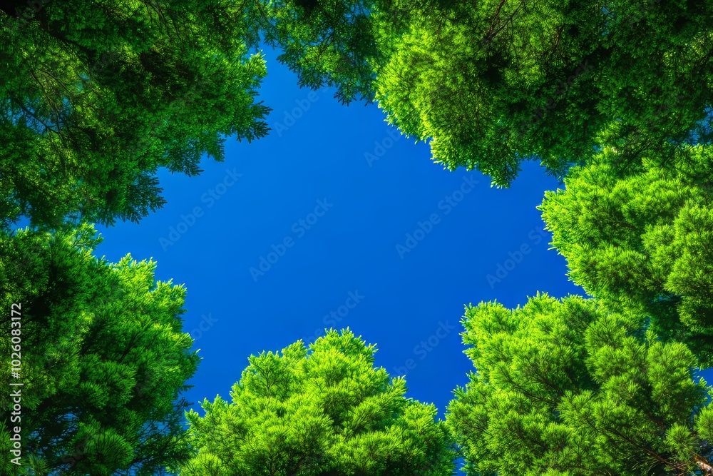 Vibrant Green Tree Canopy, Clear Blue Sky, Natural Frame, Serene Outdoor Scene, Tranquil Nature Escape Vibrant Green Tree Canopy, Clear Blue Sky, Natural Frame, Serene Outdoor Scene, Tranquil Nature Escape