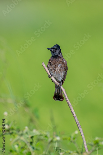 Bulbul 