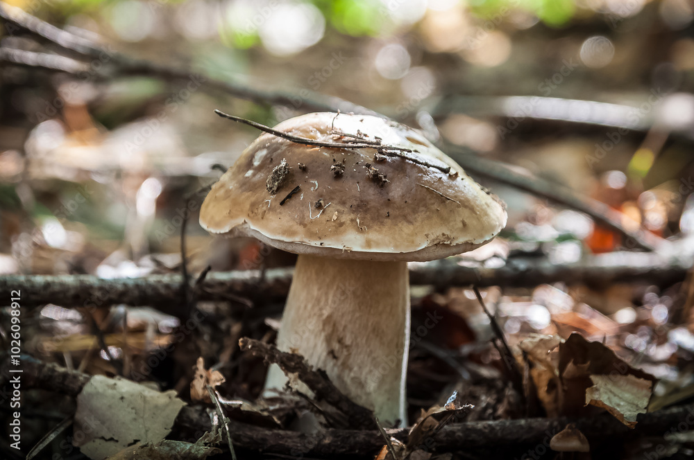 Fototapeta premium ein Steinpilz im Wald