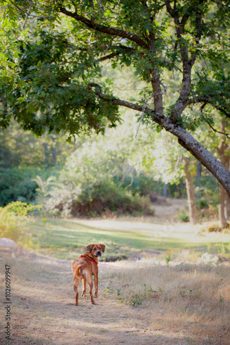 dog in the forest