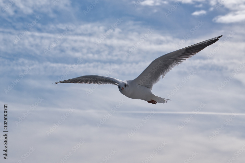 Fototapeta premium Bodensee, Möwe im Flug
