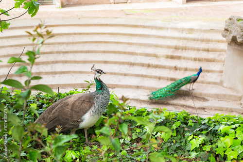 peacock in the park