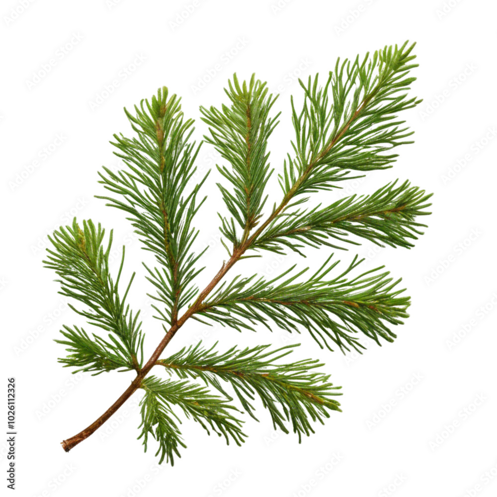 Close-up of green conifer branch isolated, Ai Generation Close-up of green conifer branch isolated, Ai Generation