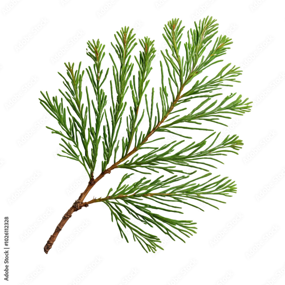 Close-up of green conifer branch isolated, Ai Generation Close-up of green conifer branch isolated, Ai Generation