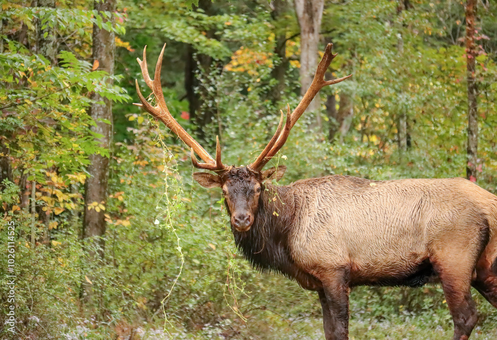 Huge Elk Bull Royal Imperial Monarch Antlers Autumn Rut Huge Elk Bull Royal Imperial Monarch Antlers Autumn Rut