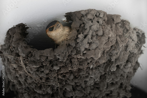 A fledgling bird peeks out from its mud nest nestled in a corner photo