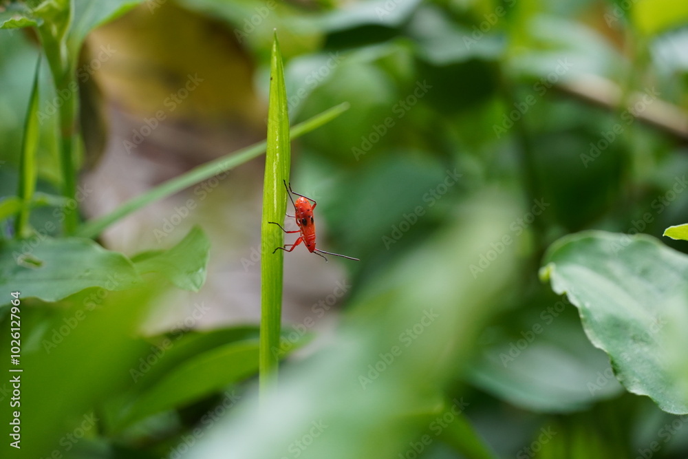 ladybird on a plant ladybird on a plant