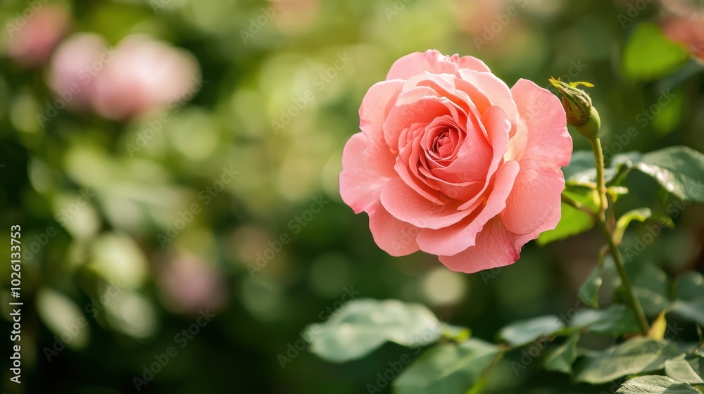 Delicate Pink Rose in Full Bloom Against Soft Background Delicate Pink Rose in Full Bloom Against Soft Background